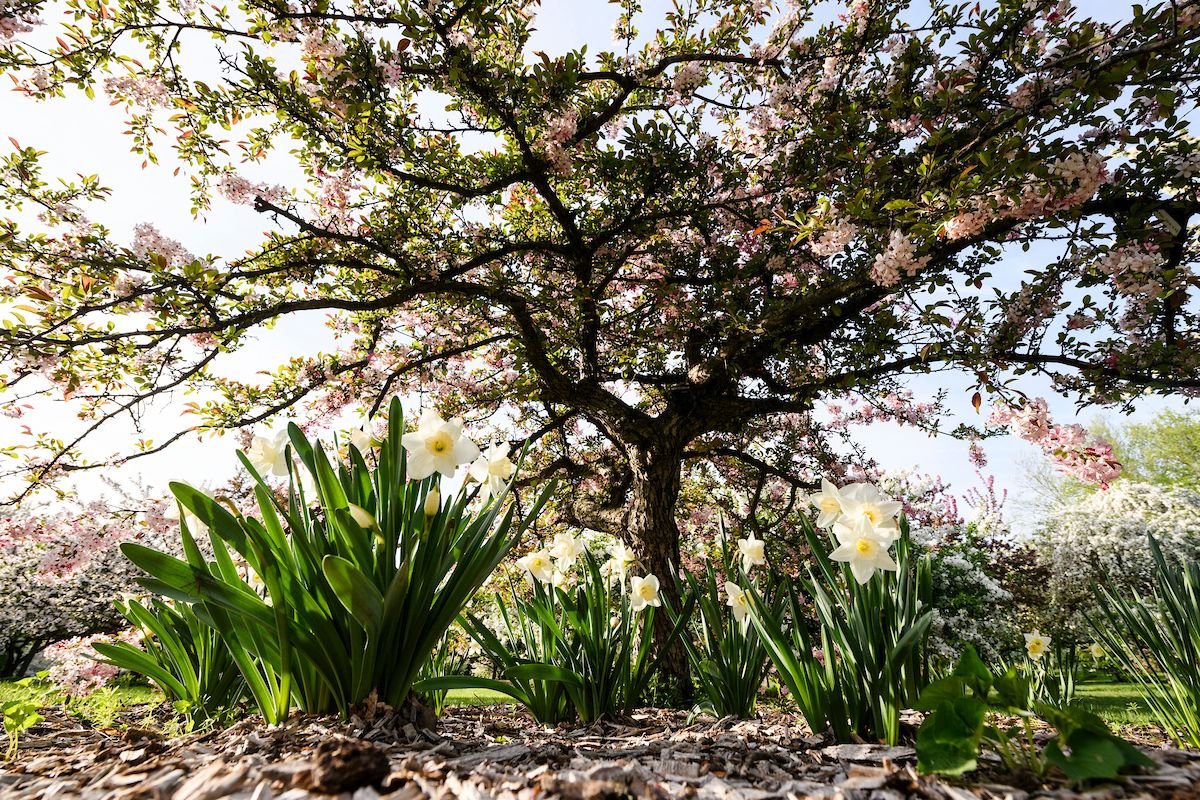 The UW-Madison Arboretum in Spring