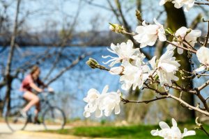 Bicyclist on the Lakeshore Path