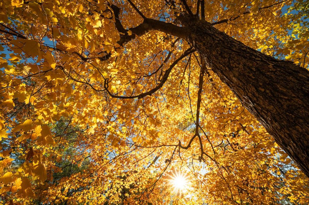 tree in autumn